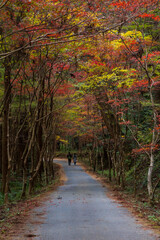 日本の風景・秋　静岡県森町　紅葉の小國神社