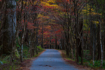 日本の風景・秋　静岡県森町　紅葉の小國神社