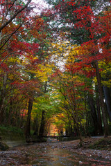 日本の風景・秋　静岡県森町　紅葉の小國神社