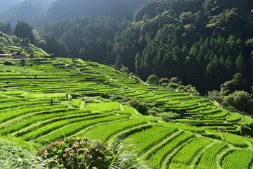 三重　三重県　丸山千枚田