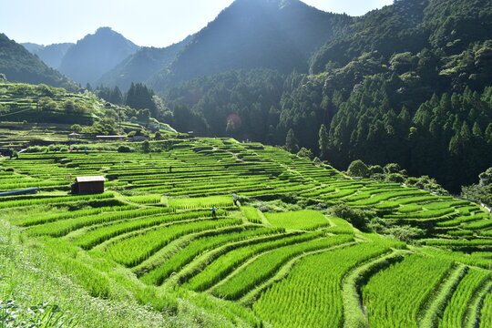 三重　三重県　丸山千枚田