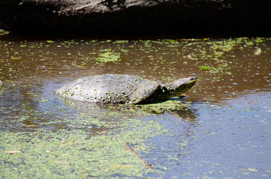 Tortuga Acuatica