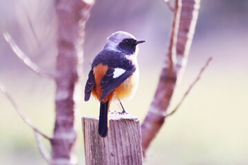 春の公園にやって来たジョウビタキ