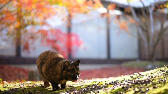 紅葉の色づいた日本庭園を歩くサビ猫