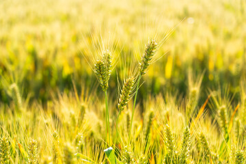 The wheat in the field is ripe