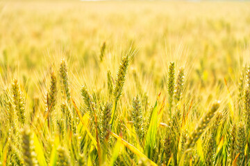 The wheat in the field is ripe