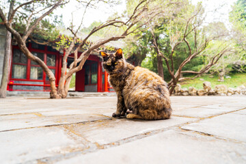 A cat in front of an ancient Chinese building