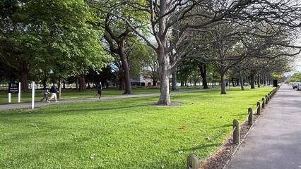 Fresh three corner leek with white flowers and green stems wild edible plant with mild garlic flavor used in salads soups and cooking natural spring herb aromatic and healthy ingredient