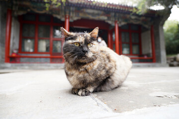 A cat in front of an ancient Chinese building