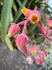 Beautiful assorted flower with vibrant petals blooming in sunlight ornamental garden plant symbol of joy purity and natural beauty colorful floral closeup photography scene