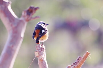 春の日差しを浴びるジョウビタキ