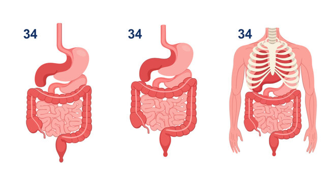 Illustrative depiction of human abdominal anatomy, showcasing the digestive system's stomach and intestines along with the protective rib cage for medical study and health education