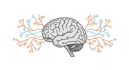 Human Brain Structure & Neuronal Connections Illustration for Neurosciences Studies