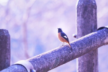 木の上で空を見上げるジョウビタキ