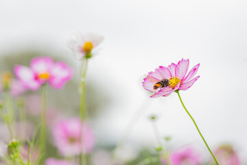 Pink Cosmos Flower with Honeybee Close-Up Composition