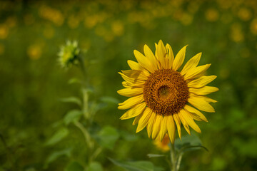 Fototapeta premium Bright Yellow Sunflower Head in Summer Field