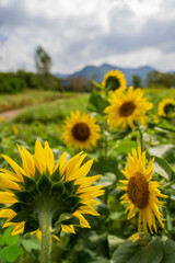Fototapeta premium Backside sunflower with blurred flowers and mountain background