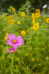 Fototapeta premium Pink cosmos flowers with blurred yellow sunflowers in natural field