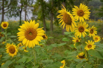 Fototapeta premium Sunflower Field with Multiple Bright Yellow Blooms