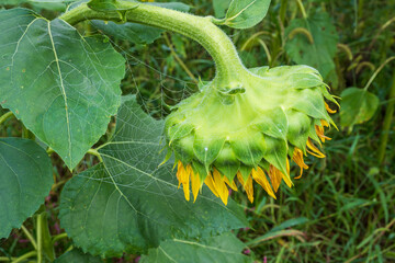 Sunflower Backside with Dewy Spider Web in Morning Light