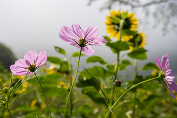 Pink Cosmos and Sunflowers in Morning Mist Field