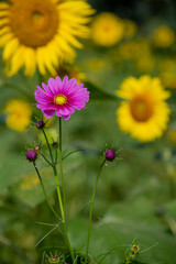 Pink cosmos flower with yellow sunflowers in soft blurred background
