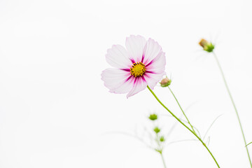 Obraz premium Single Pink and White Cosmos Flower on Clean White Background