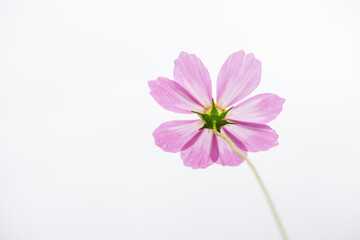 Soft Pink Cosmos Flower Backside with Water Droplets on White Background