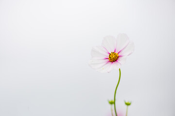 Single pink cosmos flower on white background with copy space