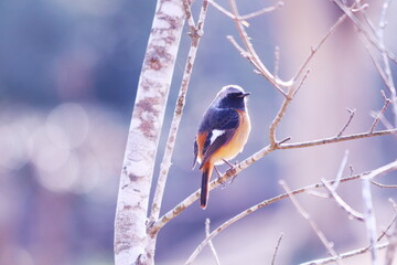 美しい背景と枝に止まるジョウビタキ