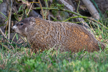 Groundhog resting in the grass.
