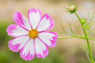 Fototapeta premium Pink and white cosmos flower with bud in soft natural light