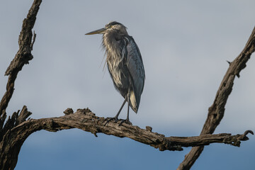 Great blue heron perched on a branch.