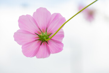 Backside View of a Pink Cosmos Flower Against White Sky