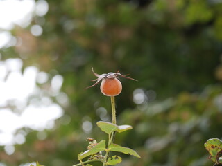 バラの実（ローズヒップ）