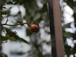 バラの実（ローズヒップ）