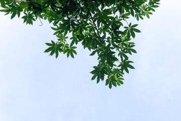 Dark green deeply lobed leaves hang from above against a bright pale blue sky