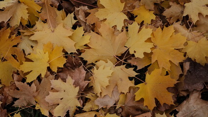 Bright yellow maple leaves in autumn. Vibrant fall colors, natural texture, and seasonal atmosphere. Perfect for nature, foliage, autumn, and macro photography, or as background and design elements.