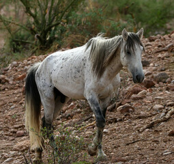 Obraz premium Wild Horse in the Desert