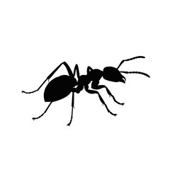 Silhouette of a black ant with detailed legs and antennae on isolated on white background Vector Illustration