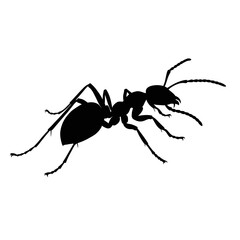 Detailed silhouette of a single black ant insect with long antennae and legs on a white canvas isolated on white background Vector Illustration
