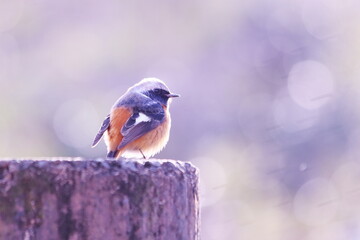 杭の上にとまる可愛いジョウビタキ