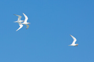 Seagulls chasing another to steal his fish meal