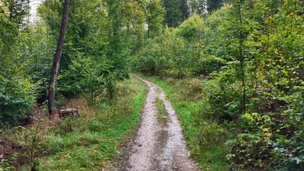 Fototapeten Waldweg Enjoy the Stunning and Scenic Forest Pathways that Flourish in the Beautiful Autumn Landscape  © Nataliia