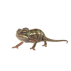 Obraz premium Veiled chameleon lizard with curled tail, side view reptile cutout, Isolated on transparent background, png