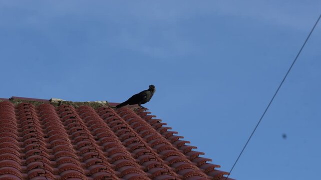 a crow stands alone on textured sand its quiet stance and soft daylight creating a poetic scene of solitude resilience and balance between motion and stillness