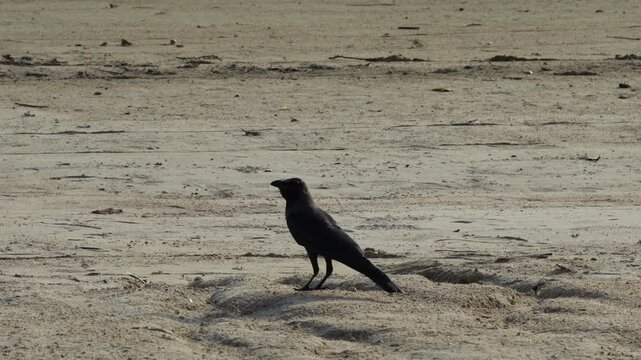 a crow stands alone on textured sand its quiet stance and soft daylight creating a poetic scene of solitude resilience and balance between motion and stillness
