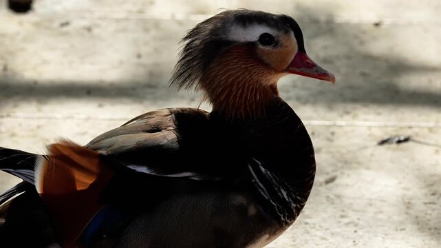 Aix galericulata known as the mandarin duck is a brightly colored waterbird native to East Asia admired for its vivid plumage and graceful appearance in ponds