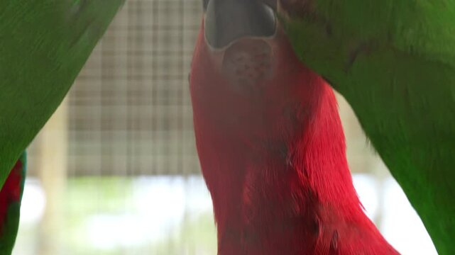 The Eclectus parrot is a vibrant tropical bird known for its striking color difference between males and females and its calm intelligent personality