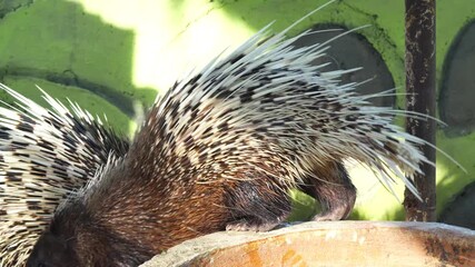 The porcupine is a large nocturnal rodent recognized for its sharp quills gentle behavior and slow movements often found in forests and wooded habitats worldwide
